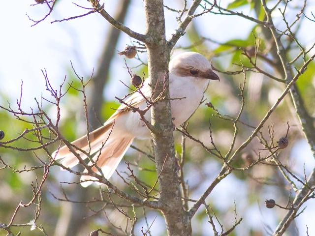 Loggerhead Shrikes